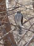 Northern Goshawk